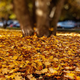 Illustration for article titled Shooting Challenge Fall Leaves Gallery 9